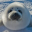 winterseal