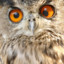 CrossEyedOwl