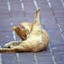 Яйца котика