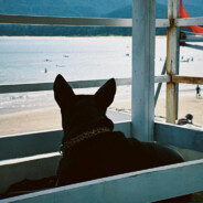 孩子他爹是圣斗士