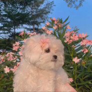 揍我没有好果汁