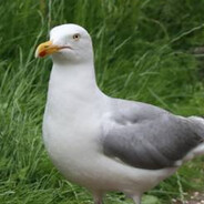 Seagle avatar