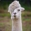 Alpaca