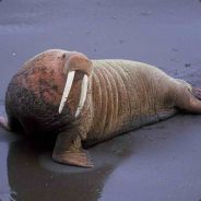 Mr Cheese - steam id 76561197964365246