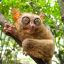 Little Tarsier