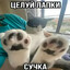 джонни пес's avatar
