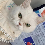 总裁，夫人又把锅给端走了！