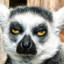 Lemur