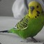 OneBudgie