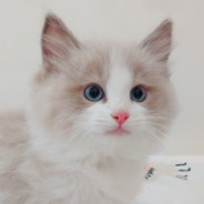 放弃大脑，进攻代替思考