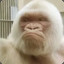 Only 1 White Ape of Life