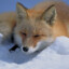 Oldfox