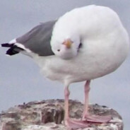 厨房里怎么有老鼠