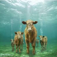 Subterranean Cow avatar