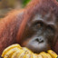 TÜRKİSH ORANGUTAN (CEO)