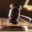 JUDGE