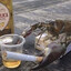 54 cigs per day