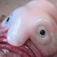 кортофилесыр