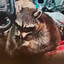 Raccoon On Meth