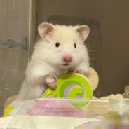 上帝的第三条腿