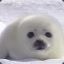 Seal Clubber
