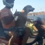 狂暴摩托布鲁斯