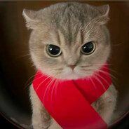 伤心忧郁围巾小猫