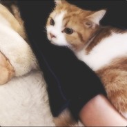 我有一只猫名字叫弟弟