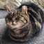 catloaf