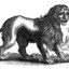 Manticore