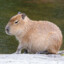 Capybara :)