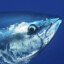 TUNA