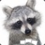 Racoon