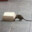 rat in a pasta sauce