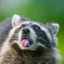 FreshRaccoon