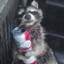 Trash Panda