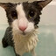 мокрая скотина