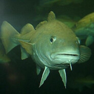 Klas-Kurts heliga torsk