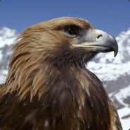 ^7Old Eagleone ^1C^4Z