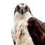 jackthebird