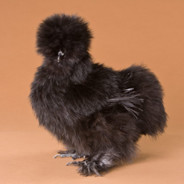 silkie