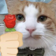 喜欢36D黑丝姐姐