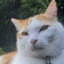 Avatar of Lanmayy