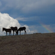 1316の步枪哥-路人丙