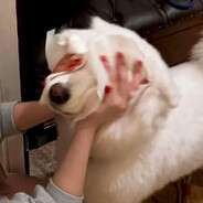 东北花袄追着跑