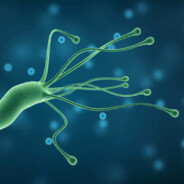 Helicobacter pylori