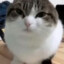 猫蛋