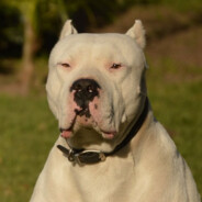 Tyson