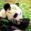 PANDA8D-