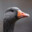 MisterGoose's avatar